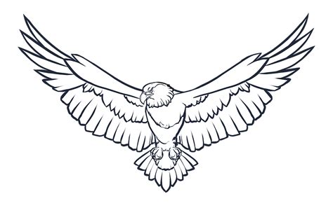flying bald eagle drawings