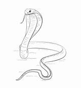 Cobra Spitting Pintar Colorironline Dibujosonline Serpiente sketch template