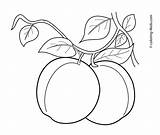 Apricot Buah Albicocca Caise Abricot Plum Albaricoques Buahan Sayur Sayuran Mewarnai Colorat Frutas Indah Apricots Ringkasan Otras Kanak Plansa Frutta sketch template
