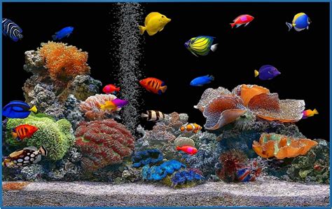 full hd screensaver aquarium  screensaversbiz