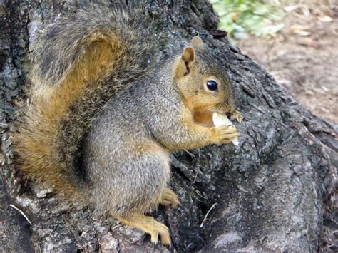 young squirrel eating  stock photo public domain pictures