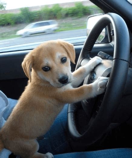 driving dogs     theyre