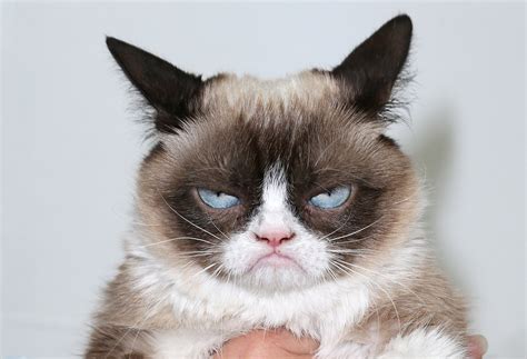 grumpy cat   distinction  obligations  conditions
