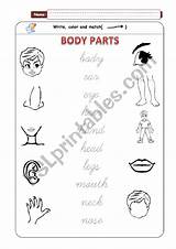 Body Parts Matching Worksheet Worksheets Preview sketch template