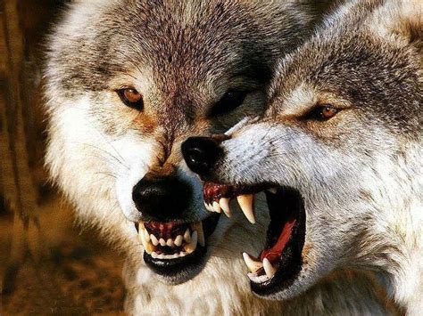 Growling Is Used As A Warning A Wolf May Growl At