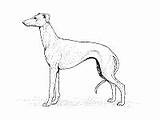 Greyhound Caninas Razas Lebrel Inglés sketch template