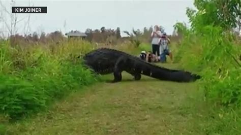 massive alligator spotted  florida preserve tvcom
