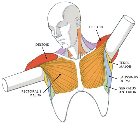 female human muscles diagram muscle diagram amazoncom