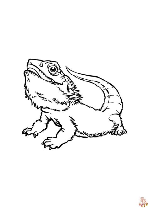 discover fun  bearded dragon coloring pages