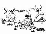 Milking Cow Coloring Pages Women Big Two Cows Animals Kids Colorluna Choose Board sketch template