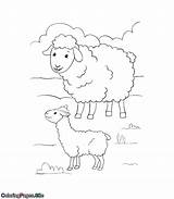 Sheep Coloring Goat Baby Online Goats Coloringpages Site Visit sketch template