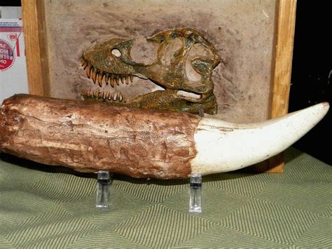 long tyrannosaurus rex tooth replica fossil  rex dinosaur