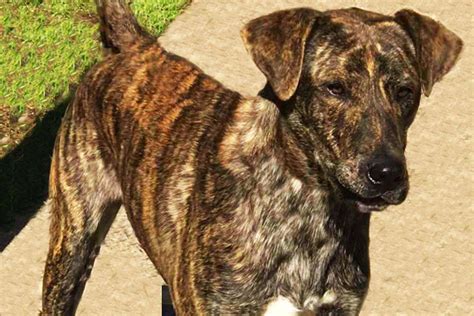 brindle dogs  sale
