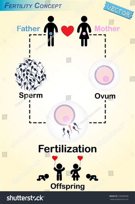 human fertilization diagram man produce sperm stock vector 228908308