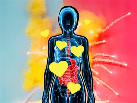 sexual response cycle the female body during sex self