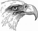 Eagle Head Bald Coloring Bird Drawing Clipart Sea Etc Anatomy Usf Edu Pages Line Drawings Illustration Vintage Gif Colouring Original sketch template