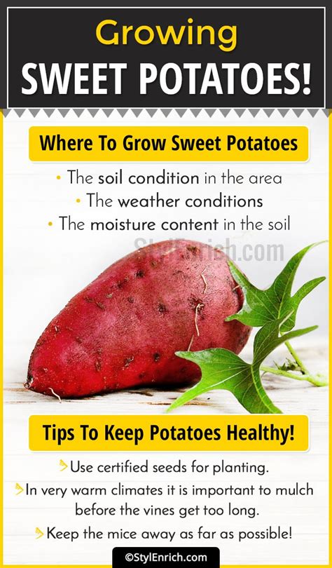 grow sweet potatoes tips   potatoes safe  healthy