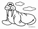 Walrus Coloring Pages Color Walruses Colormegood Animals sketch template