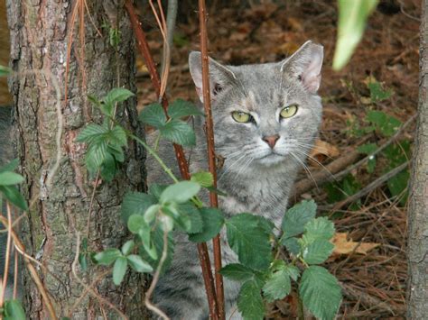 animal shelters number    death  feral cats national