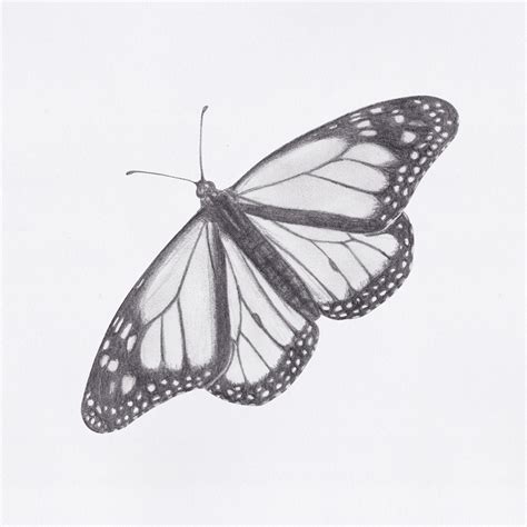 pencil drawing  butterfly