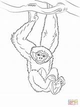 Gibbon Coloring Monkey Hanging Pages Tree Draw Drawing Easy Chimpanzee Gibbons Printable Step Animals Colouring Drawings Lar Kids Illustration Animal sketch template