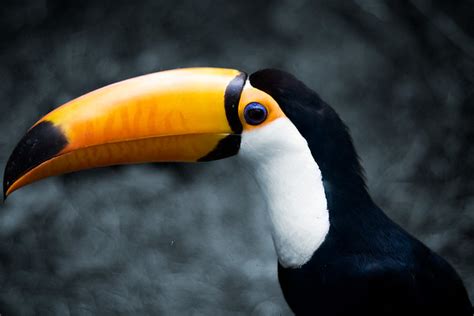 toucan sam follow  nose paolo azarraga flickr