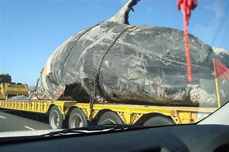 Pix Grove Dead Whale Transported On A Truck