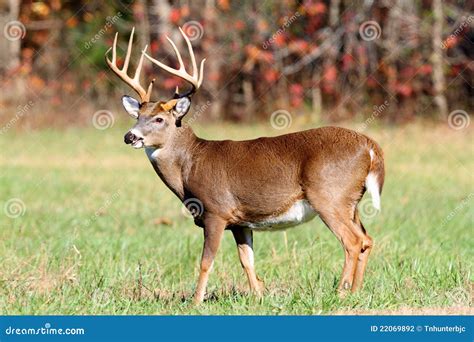 point buck stock photography image