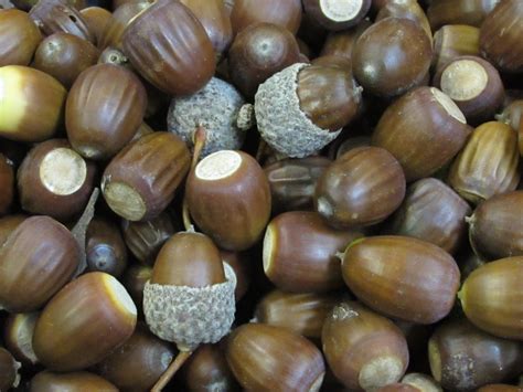 acorns archives knechts nurseries landscaping