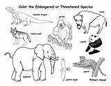 Endangered Coloring Voie Extinct Disparition Ancenscp sketch template