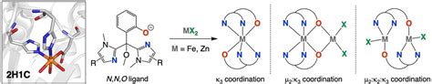 hc mimicry bioinspired iron  zinc complexes supported  nno phenolate ligands monkcom
