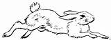 Running Bunnies Malvorlagen Tiere Ausmalbilder Limp Rescued Hase Drawings Springender sketch template