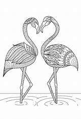 Ausdrucken Flamingos Zwei sketch template
