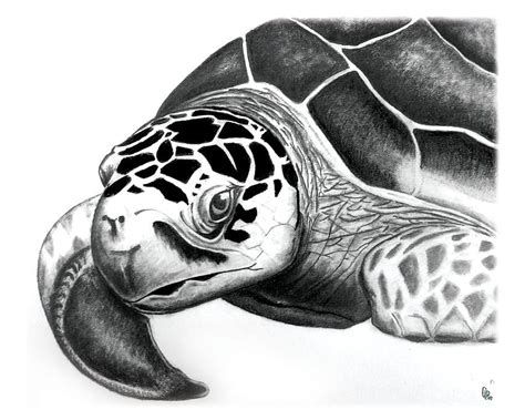 sea turtle  greg dinapoli sea turtle art turtle sketch turtle art
