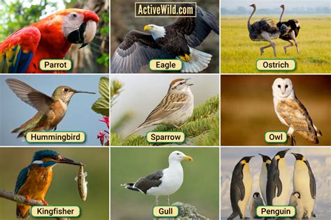 types  birds list  pictures interesting facts