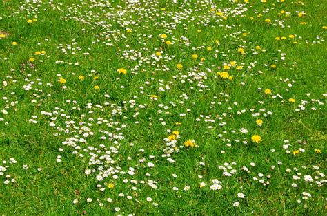 green meadow   photo  freeimages