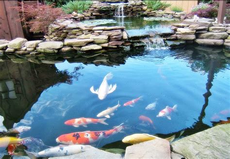 membuat kolam ikan  rumah rumah minimalis