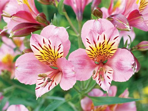 perennial favorites  easy garden flowers sunset magazine