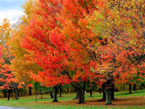 sugar maple tree fast growing native  bright fall color  year  orchards
