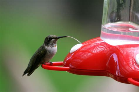 port lavaca tx hummingbird eating photo picture image
