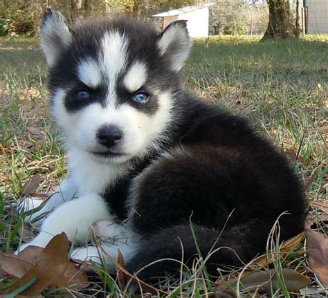 siberian husky pups for sale adoption from kuala lumpur