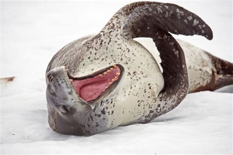 dont trust  leopard seal smile facts   cute deadly animals  leopard seal