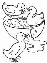 Duckling Coloring Ugly Getcolorings Pages Printable sketch template