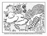 Reef Coral Coloring Etiquette Sheets Info sketch template