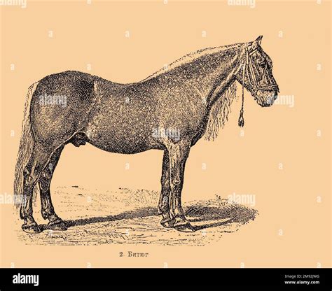bityug horse breed  res stock photography  images alamy