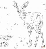 Deer Coloring Pages Female Mule Printable Tailed Tail Drawing Color Template Getcolorings Getdrawings Print Colo Popular sketch template