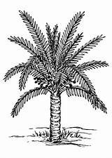 Tree Palm Coloring Pages Printable sketch template