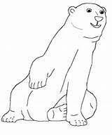 Urs Bear Colorat Planse Desene Entitlementtrap Bears sketch template