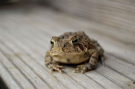 love toads frog species animals cute animals