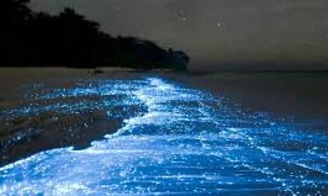 Bioluminescence In Kumbalangi Natures Magical Light Show